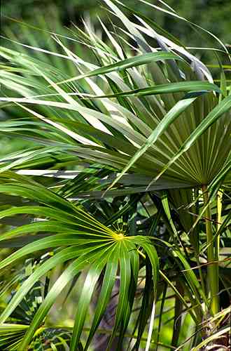 [Courtney Platt - Silver Thatch Palm]