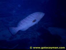 [tiger grouper]