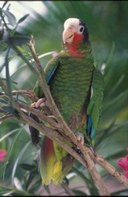 [Patrick Broderick - Grand Cayman Parrot]