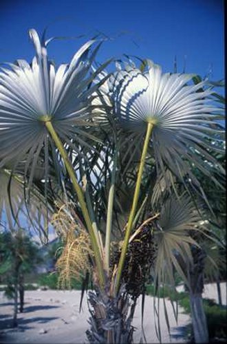 [Patrick Broderick - Silver Thatch Palm 1]