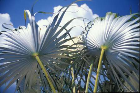 [Patrick Broderick - Silver Thatch Palm 2]